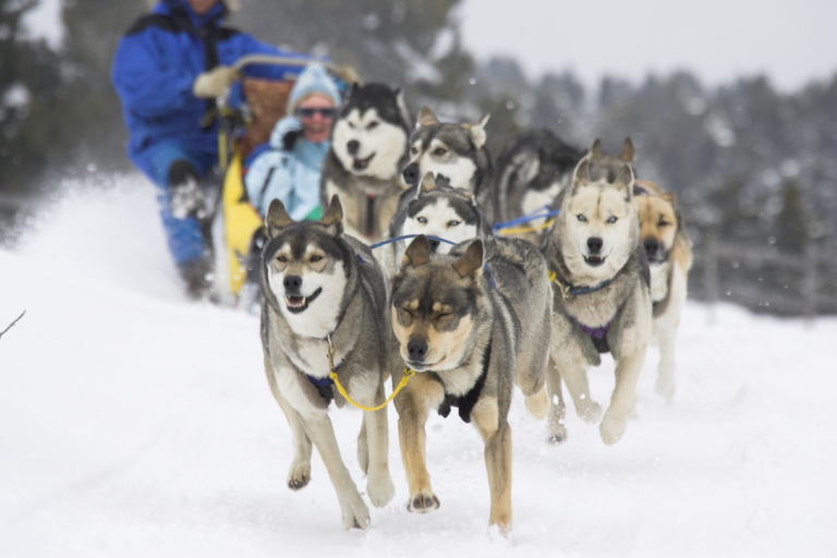 ALASKAN TEAM